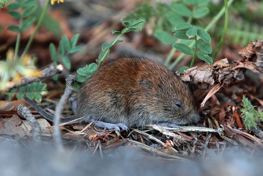 Arvicola rossastra / Myodes glareolus